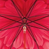 Red Dahlia - Heros