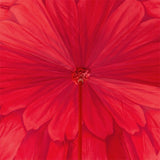 Dahlia Umbrella